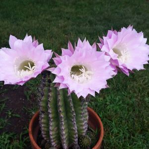 Meet your Posher, Pam